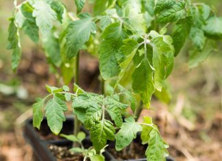 utrjevanje-sadik-paradižnika