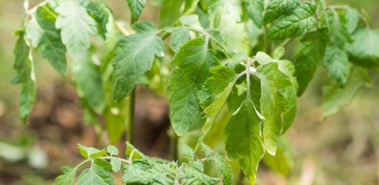 utrjevanje-sadik-paradižnika