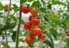 Češnjevi paradižniki