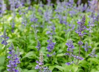 mačja-meta