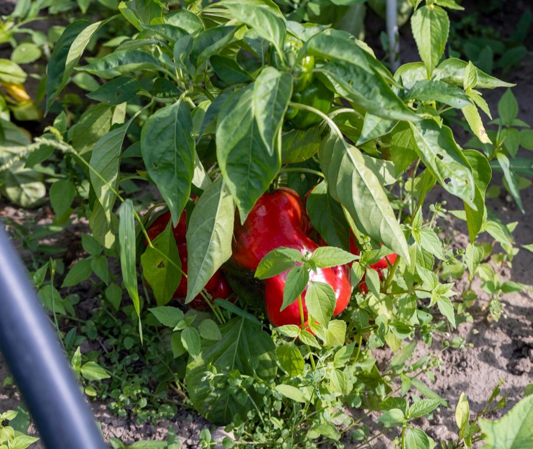 paprika