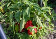 paprika