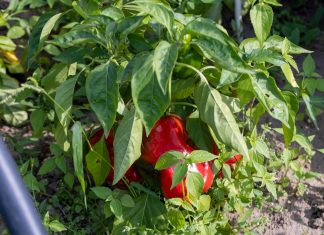 paprika