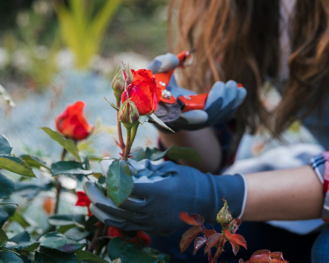 roses