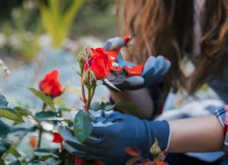 roses