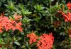 oleander