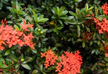 oleander