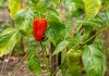 paprika