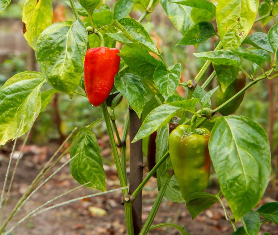 paprika