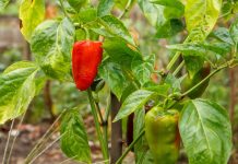 Paprike bodo večje in bolj zdrave, če se izognete tej pogosti vrtnarski napaki paprika