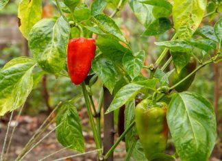Paprike bodo večje in bolj zdrave, če se izognete tej pogosti vrtnarski napaki paprika