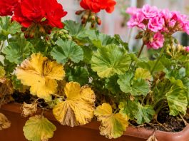 pelargonije-propadajo