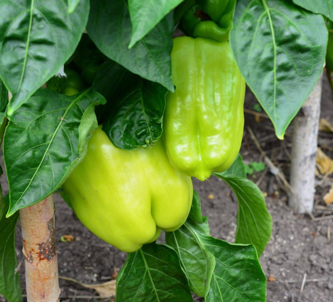Nezrela-paprika-na-vrtu