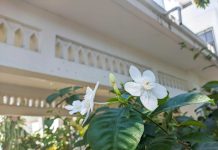 jasmin-ob-hiši
