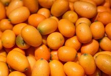 kumkvat